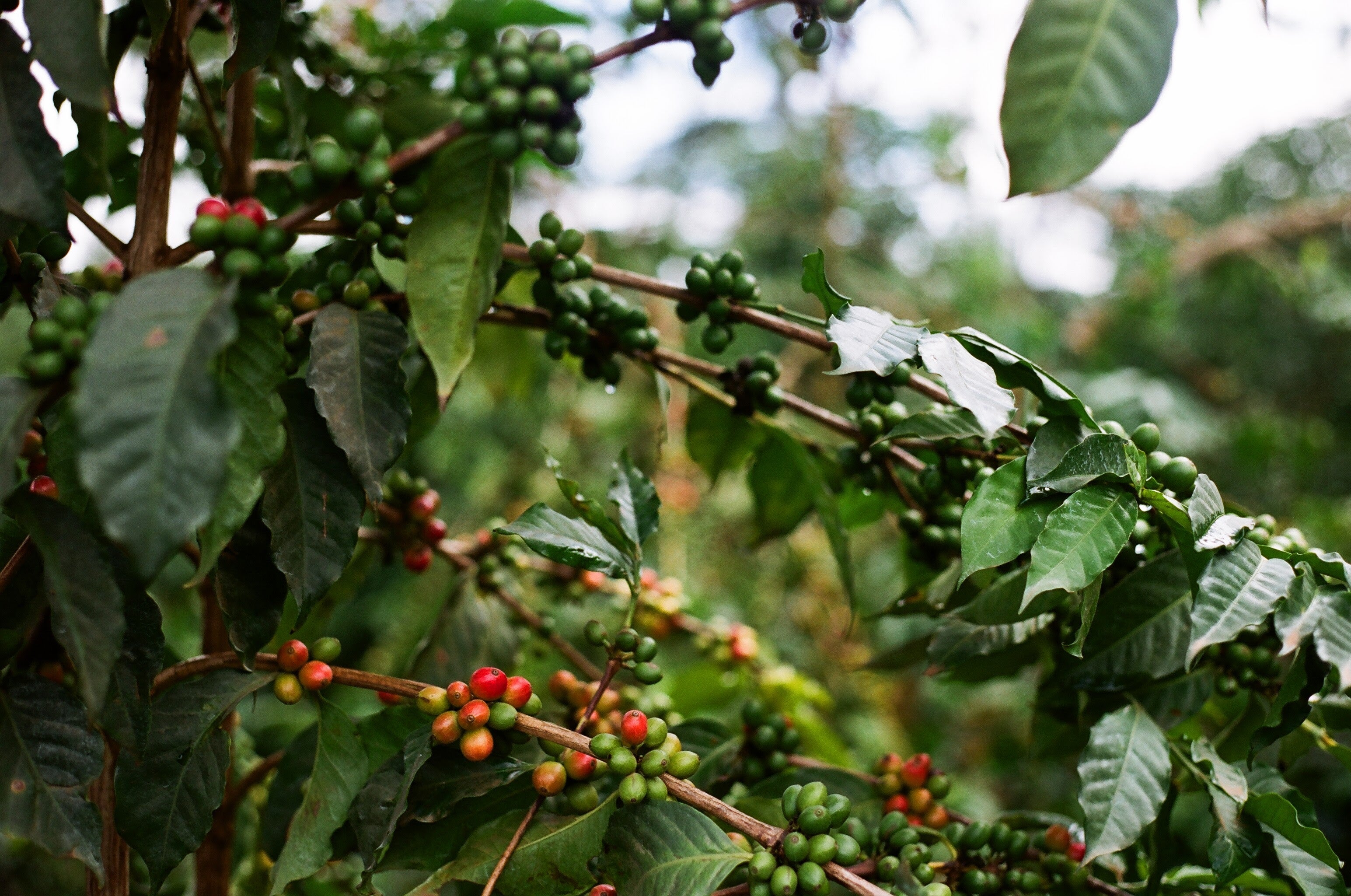 KEN-001 | AB Inoi Ndimi