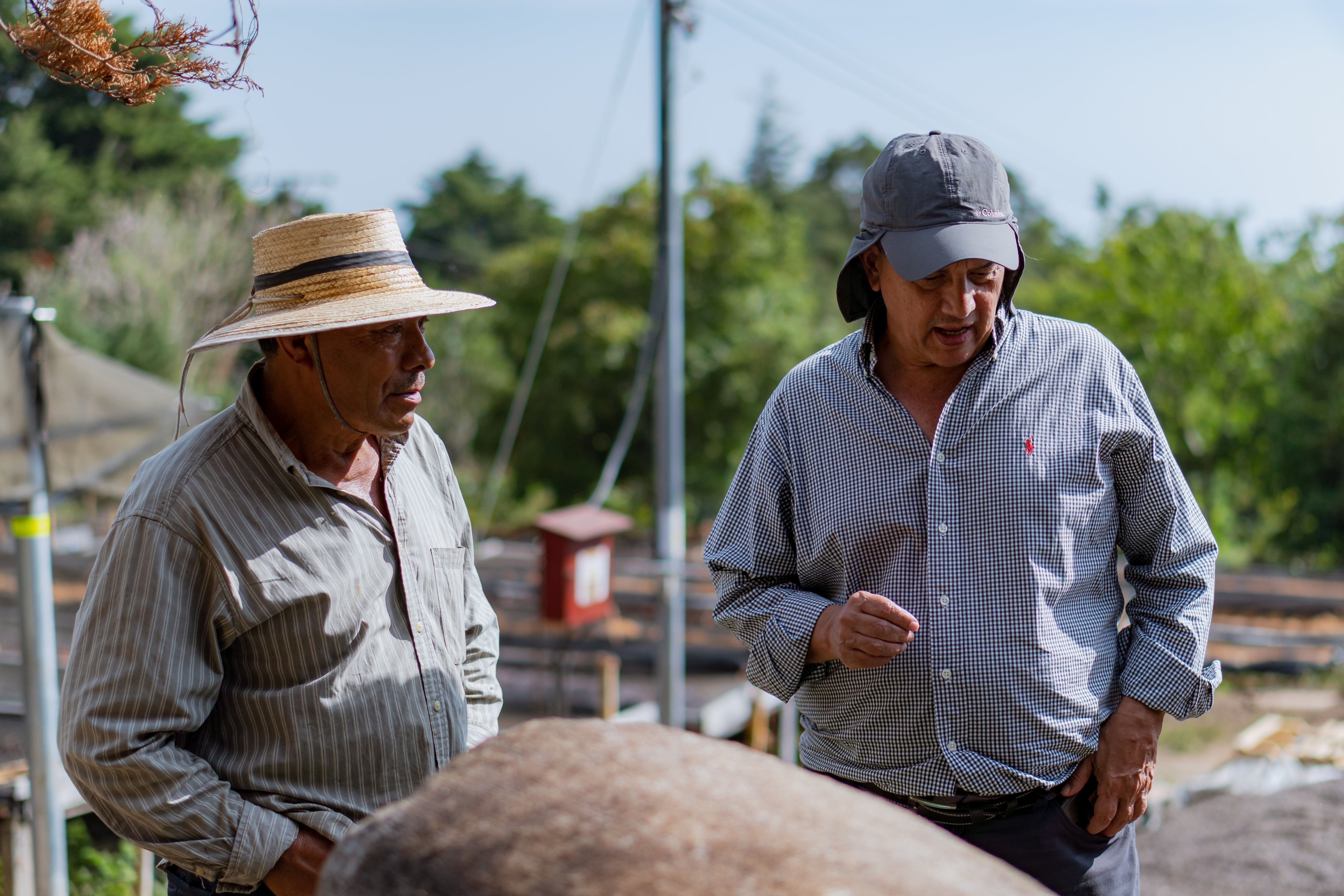 SAL-003| Finca Las Brisas Carlos Pola Pacas Honey