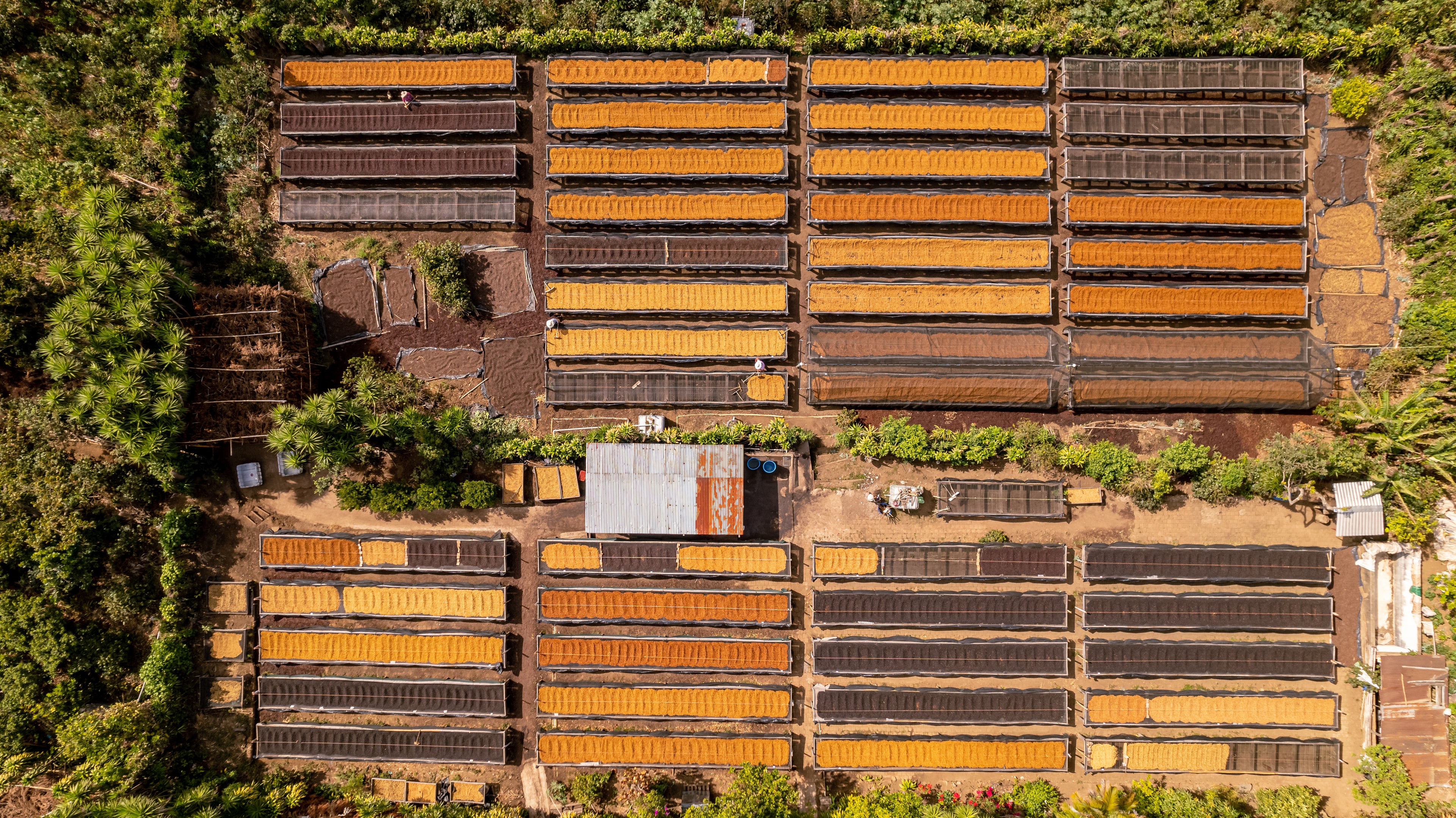 SAL-003| Finca Las Brisas Carlos Pola Pacas Honey