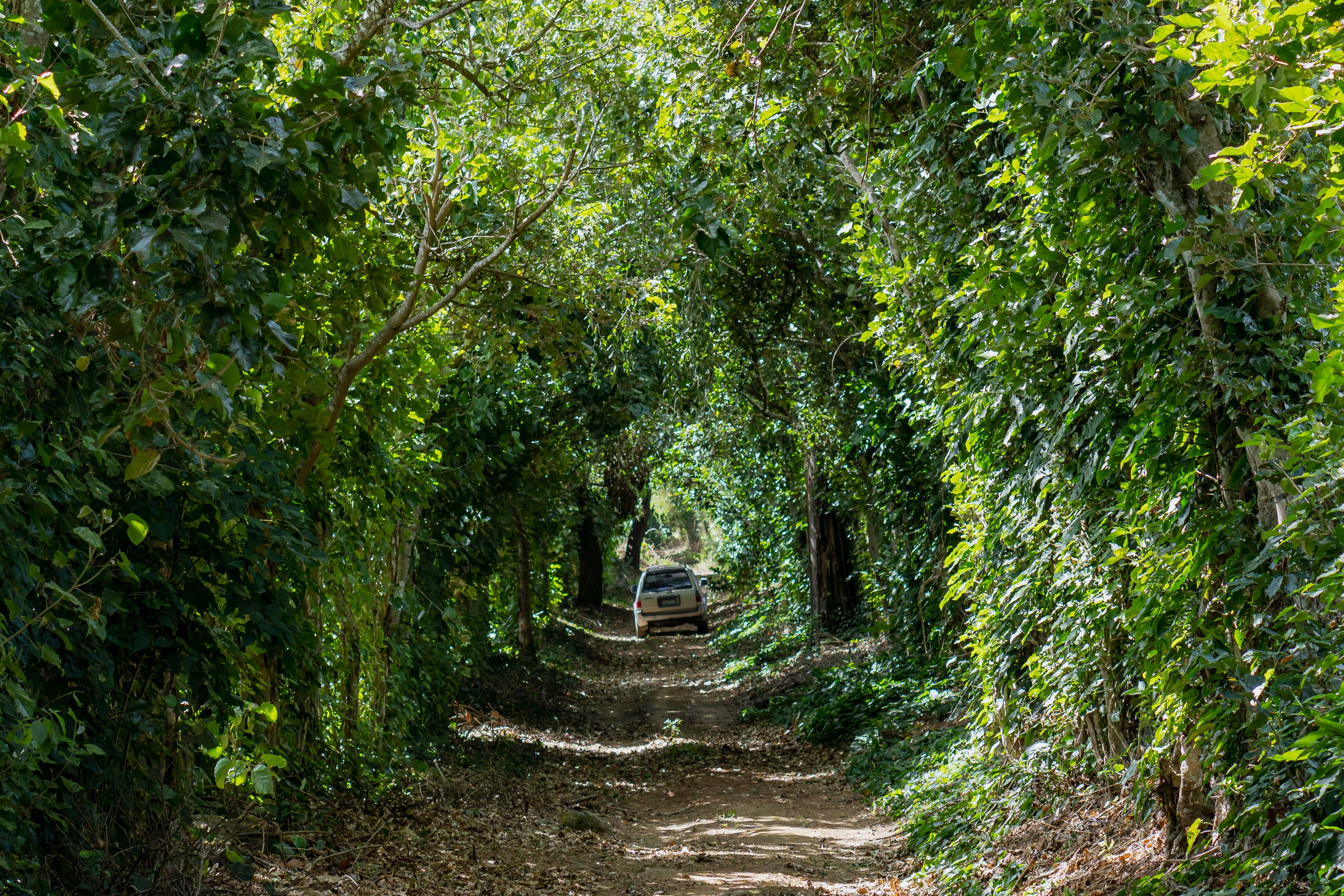 SAL-002 | Finca Las Brisas Carlos Pola Pacamara Naturel