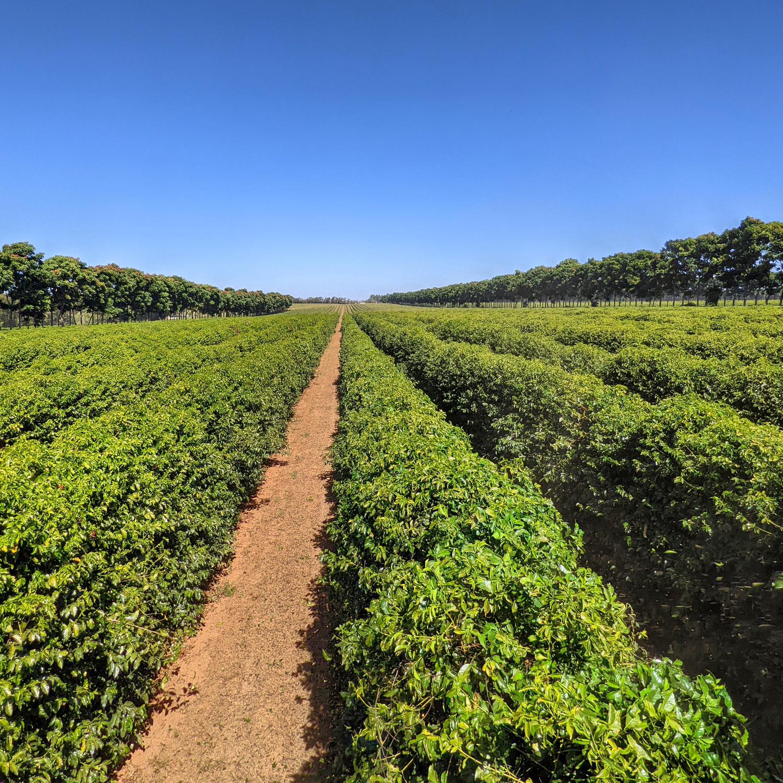 BRA-001 | Rio Brilhante Frutado