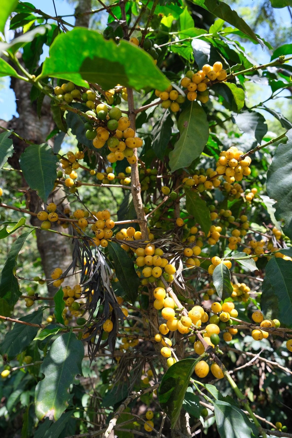 GUA-002 | Finca Relampago