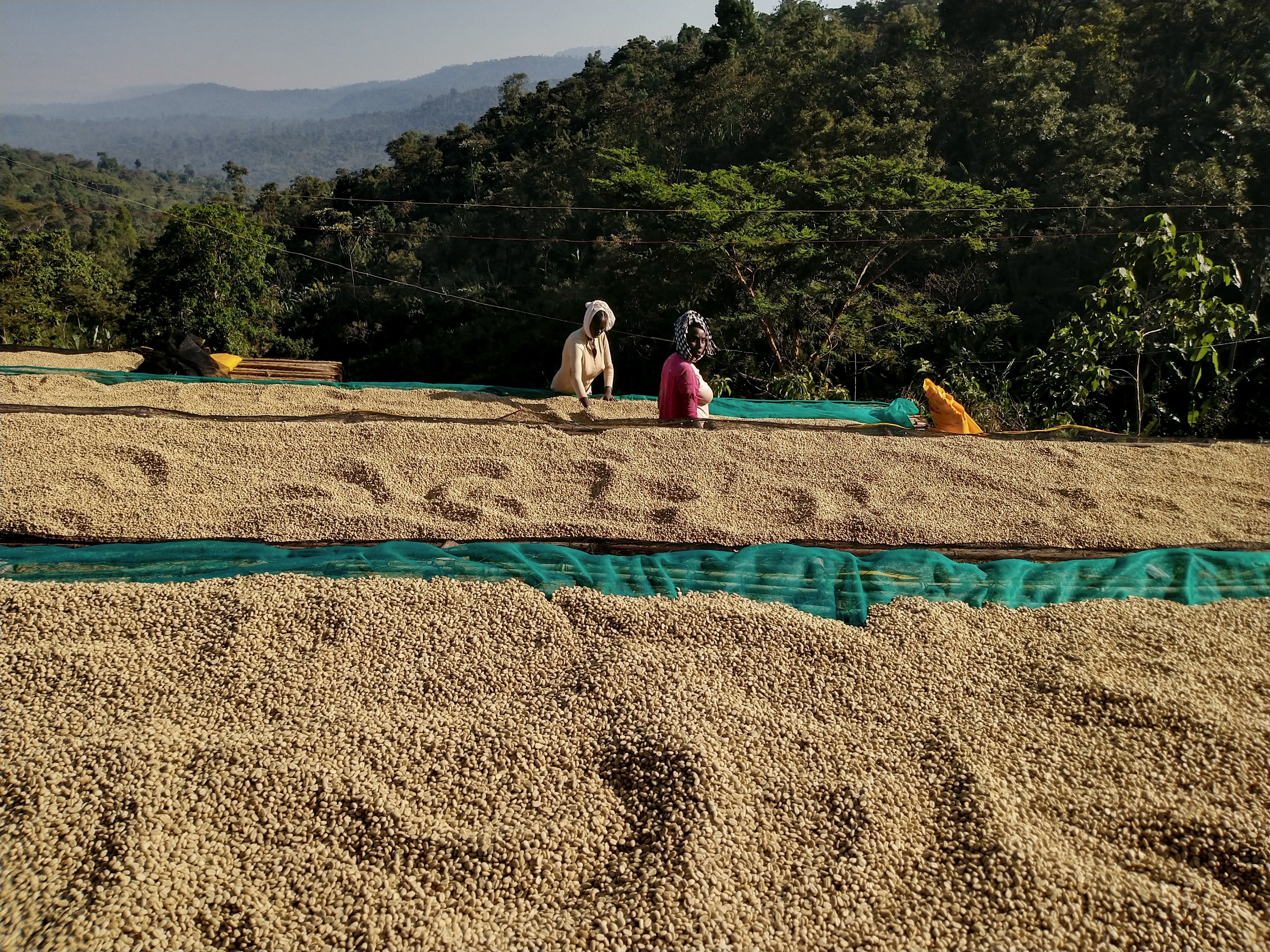 ETH-005 | Kelloo Wete Konga